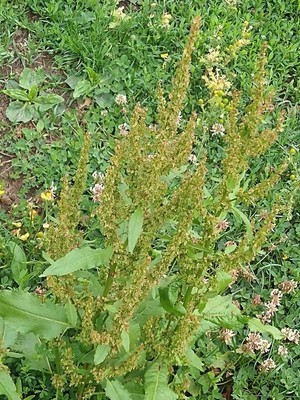 photo of Broad Leaved Dock