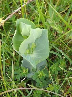 photo of Yellow Wort
