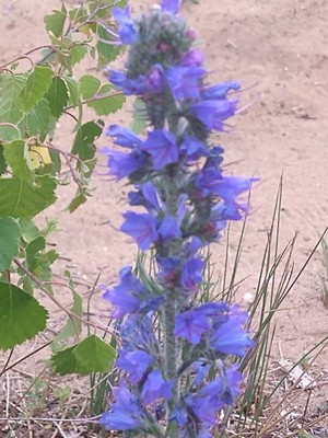 photo of Vipers Bugloss