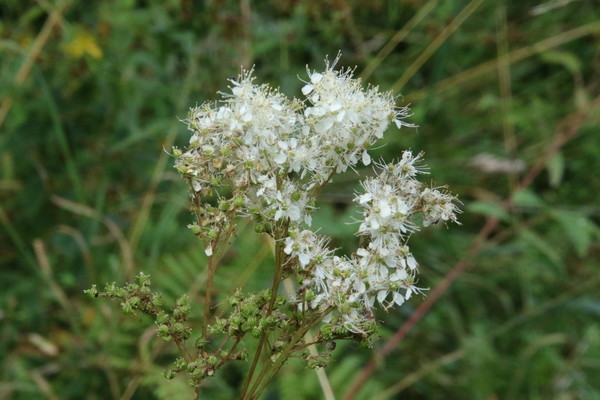 photo of Meadowsweet