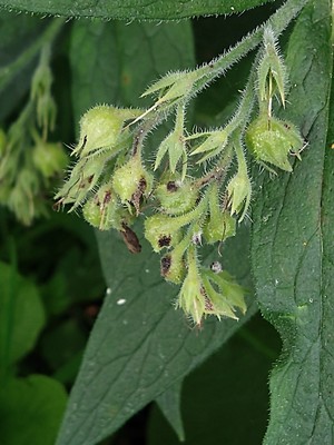 photo of Common Comfrey