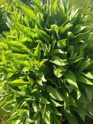 photo of Common Comfrey
