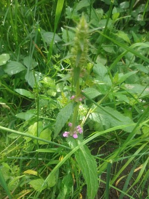 photo of Marsh Woundwort