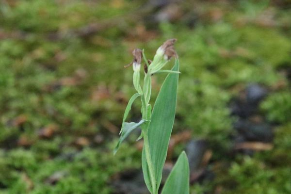 photo of White Helleborine
