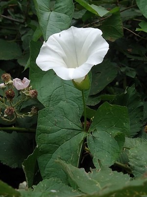 photo of Hedge Bindweed
