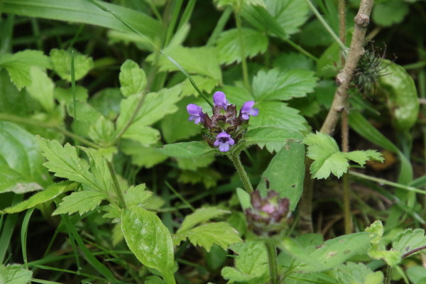 photo of Selfheal