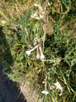photo of White Campion