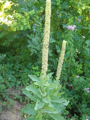 photo of Great Mullein