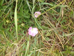 photo of Field Bindweed