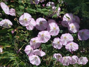 photo of Field Bindweed