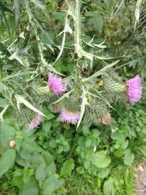 photo of Spear Thistle