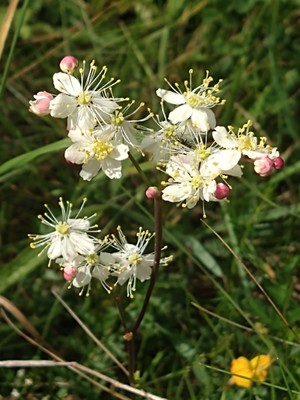 photo of Dropwort