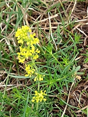 photo of Lady's Bedstraw