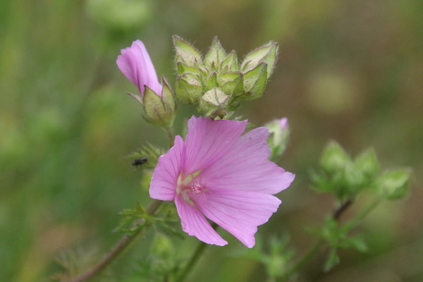 photo of Musk Mallow