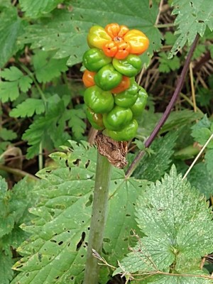 photo of Italian Arum