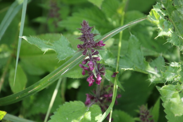 photo of Hedge Woundwort