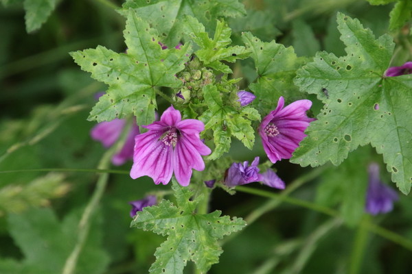 photo of Common Mallow