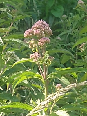 photo of Hemp Agrimony