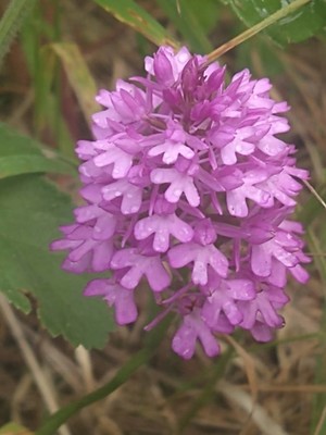 photo of Pyramidal Orchid