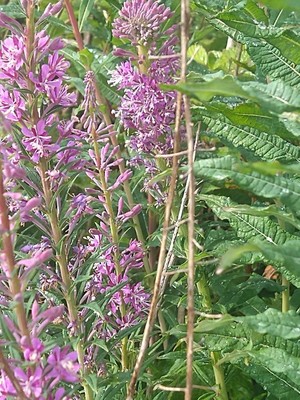 photo of Rosebay Willowherb
