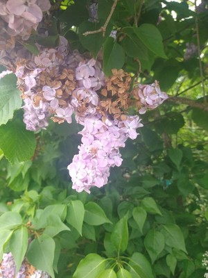 photo of Lilac
