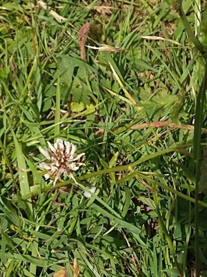 photo of White Clover
