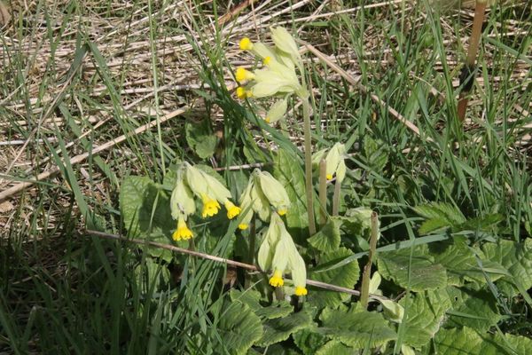 photo of Cowslip