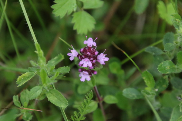 photo of Wild Thyme
