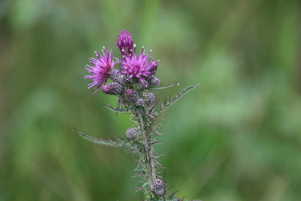 photo of Marsh Thistle