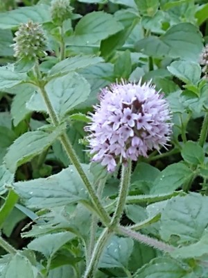 photo of Water Mint