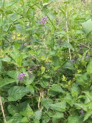 photo of Bittersweet