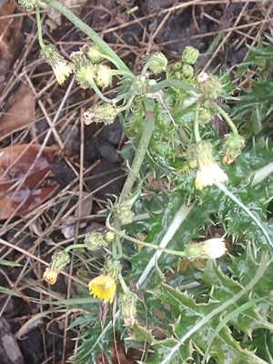 photo of Prickly Sow Thistle