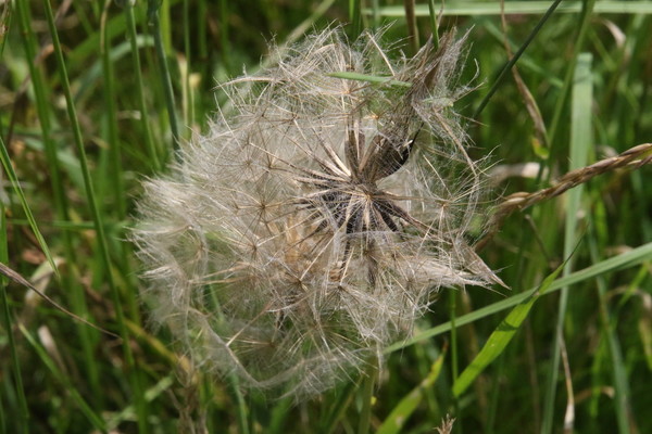 photo of Goat's Beard
