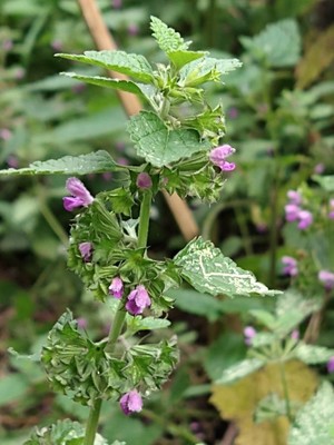 photo of Black Horehound