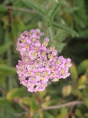 photo of Yarrow