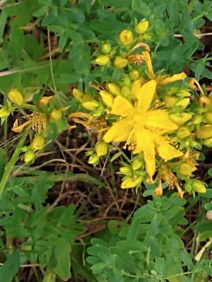 photo of Perforate St. John's Wort
