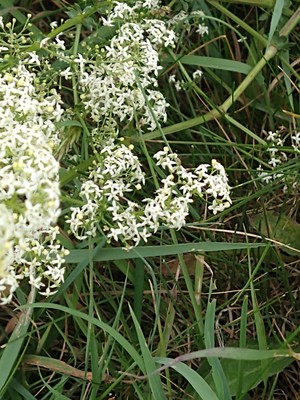 photo of Hedge Bedstraw