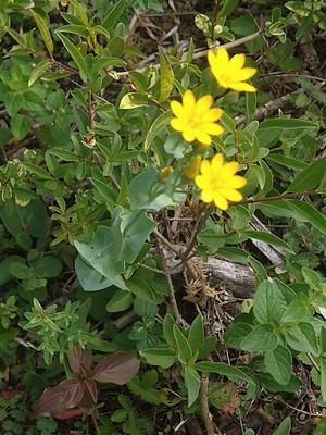 photo of Yellow Wort