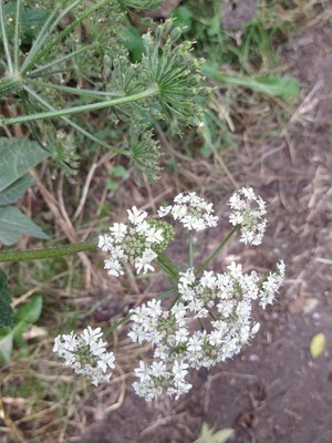 photo of Hogweed
