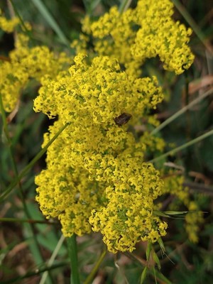 photo of Lady's Bedstraw
