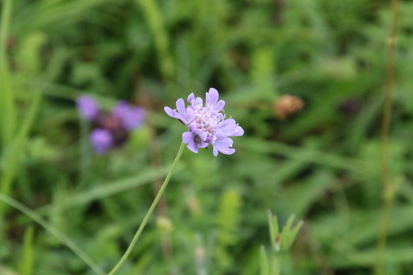 photo of Small Scabious