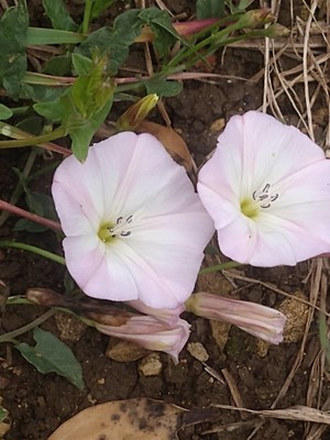 photo of Field Bindweed