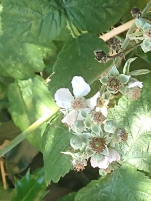 photo of Elm Leaved Bramble