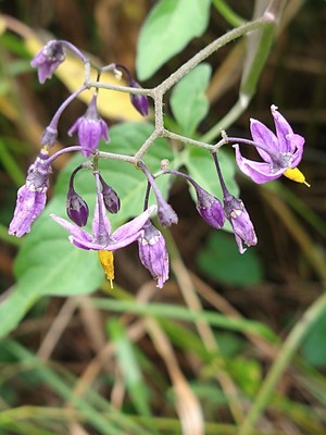 photo of Bittersweet