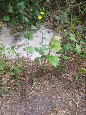 photo of Nipplewort