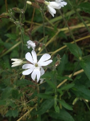 photo of White Campion