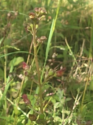 photo of Water Figwort
