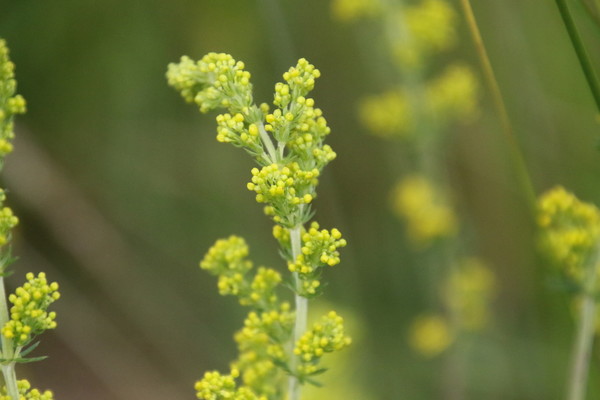 photo of Lady's Bedstraw