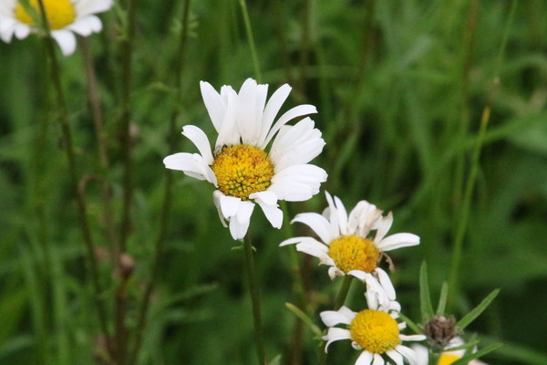 photo of Oxeye Daisy