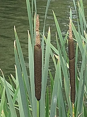 photo of Bulrush